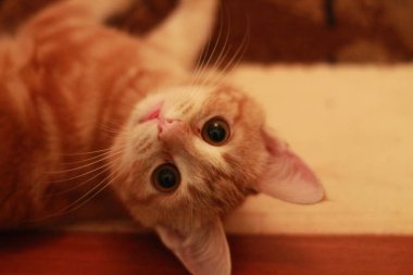 Kırmızı yeşil gözlü kedi