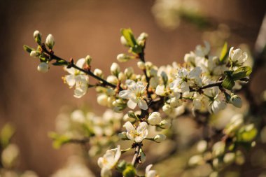 Elma ağacı bahar. Bahçede çiçek kokusu