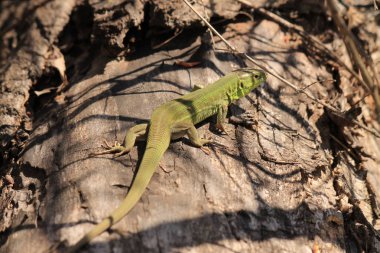 yeşil kertenkele taşın üstünde