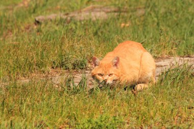 Kırmızı yeşil gözlü kedi