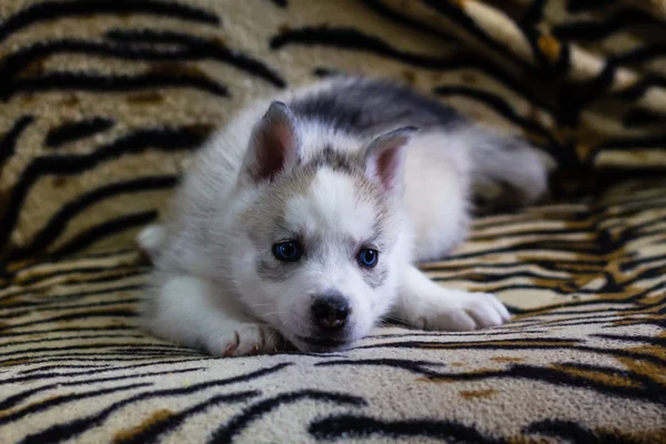 Puppy Breed Husky American Breed Dog — Stock Photo, Image