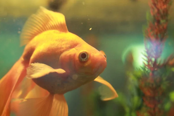 Aquarium Goldfish Water — Stock Photo, Image