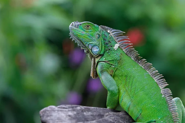 Groene leguaan zittend op een steen — Stockfoto