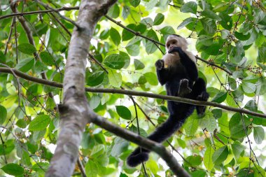 meyveleri yemekten beyaz başlı capuchin maymunu