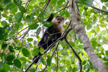 beyaz başlı capuchin maymunu