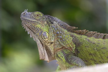 Yeşil iguana portresi