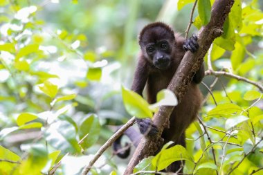 Uluyan maymun ağaçlarda