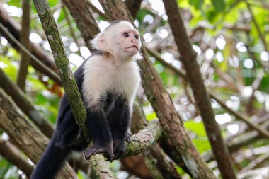beyaz başlı capuchin maymunu