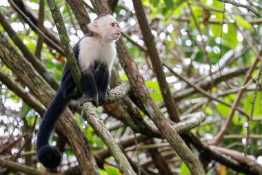 beyaz başlı capuchin maymunu