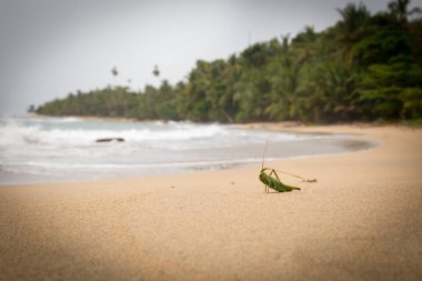 sahte çekirge, oturmak 