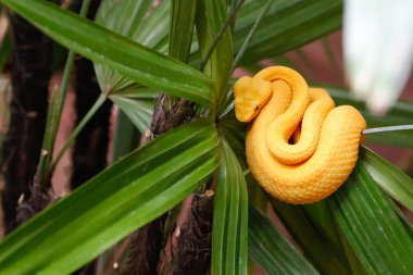 Sarı yılan bir bitki üzerinde