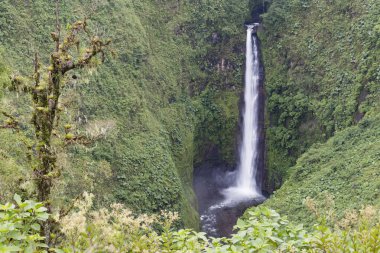 yeşil büyük şelale