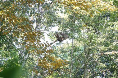 ağaçlarda yürüyüş tembellik