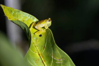 Geceleri kum saati ağaç kurbağası