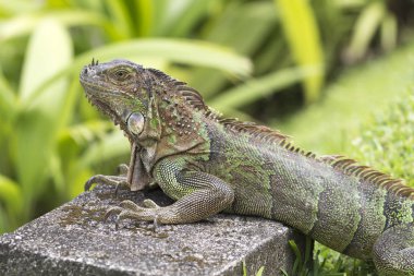 Yeşil iguana ile büyük tarar