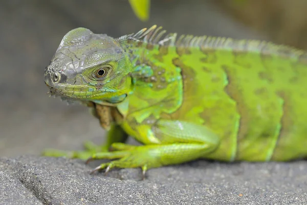 Iguana verde em uma pedra — Fotografia de Stock