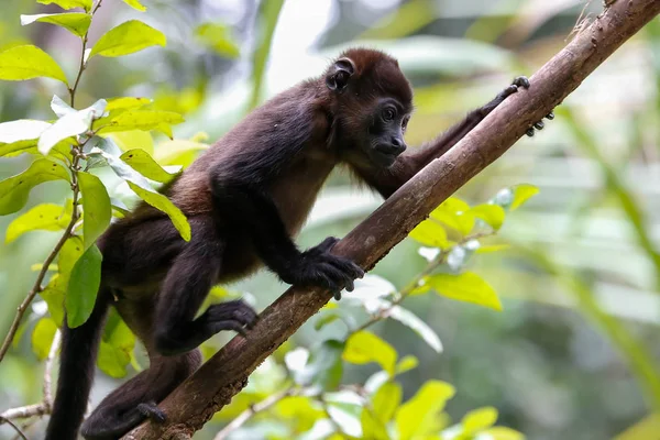 Mono aullador trepando a un árbol — Foto de Stock