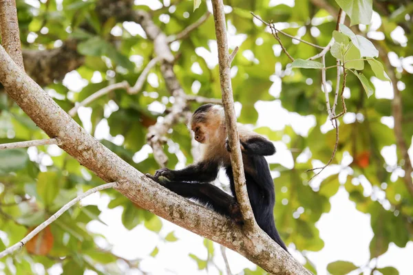 onun besleme bit maymun