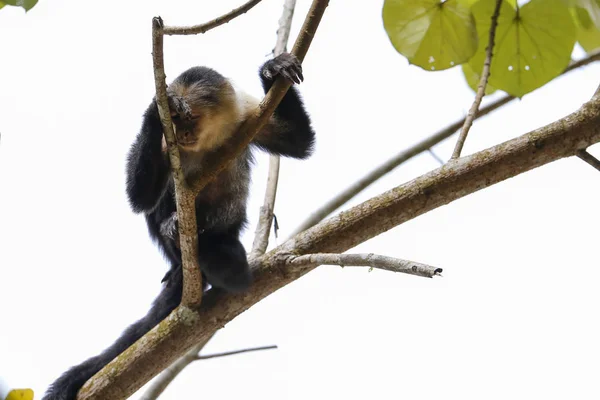 Mono aburrido en una rama — Foto de Stock