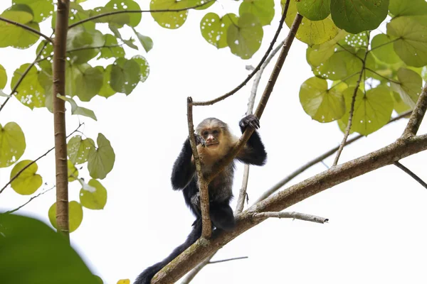 Capuchin monkey looking at the camera — Stock Photo, Image