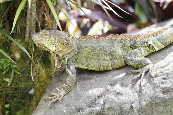 Enorme iguana verde sentado em uma pedra — Fotografia de Stock