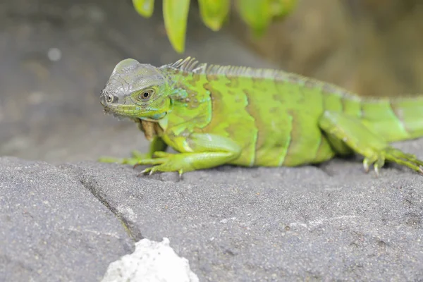 Groene leguaan zittend op een steen — Stockfoto