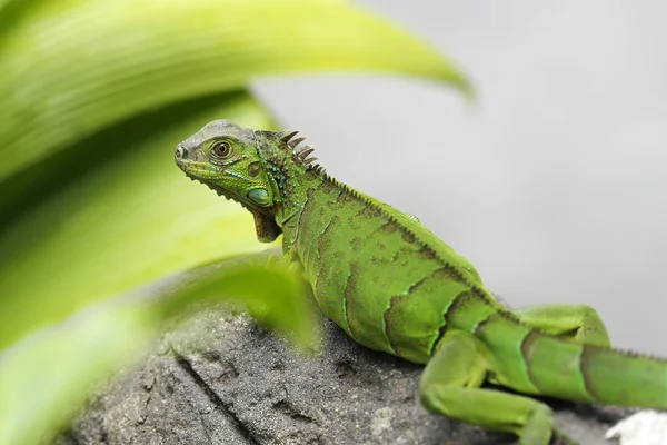 Schöner grüner Leguan auf einem Stein — Stockfoto