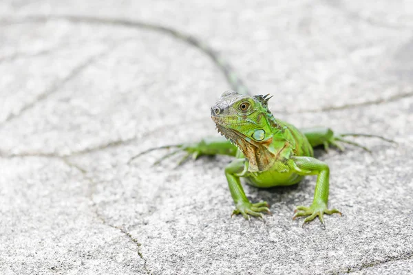 Groene leguaan met lange staart — Stockfoto