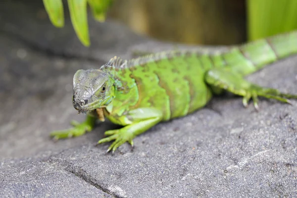 Gros plan de l'iguane verte — Photo