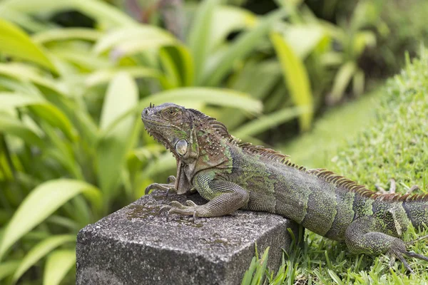 Iguana verde com enormes engatinhos — Fotografia de Stock