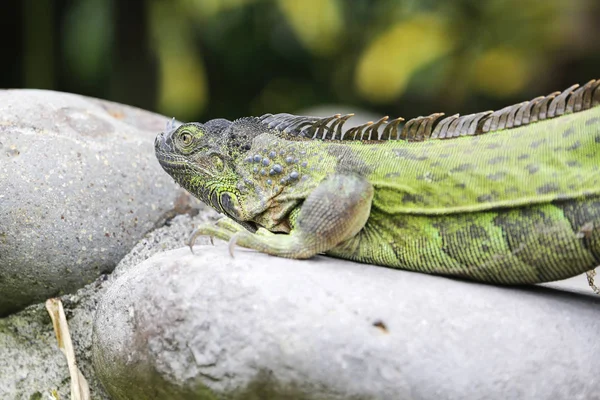 Fechar de Iguana verde — Fotografia de Stock