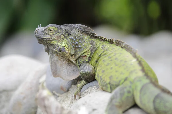 Fechar de Iguana verde — Fotografia de Stock