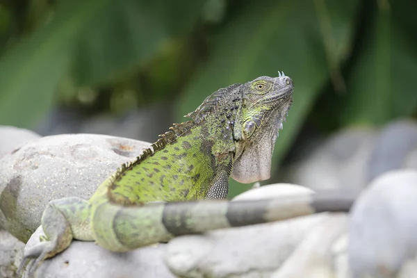 Iguana verde olhando para a câmera — Fotografia de Stock