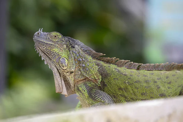 Iguana verde em fonte de belo fundo — Fotografia de Stock