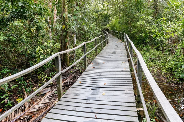 Walking trail in tropical forest Stock Image