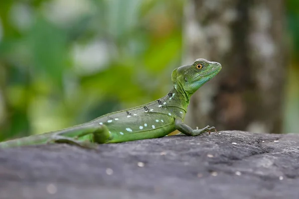 Iguana pequena em uma pedra — Fotografia de Stock