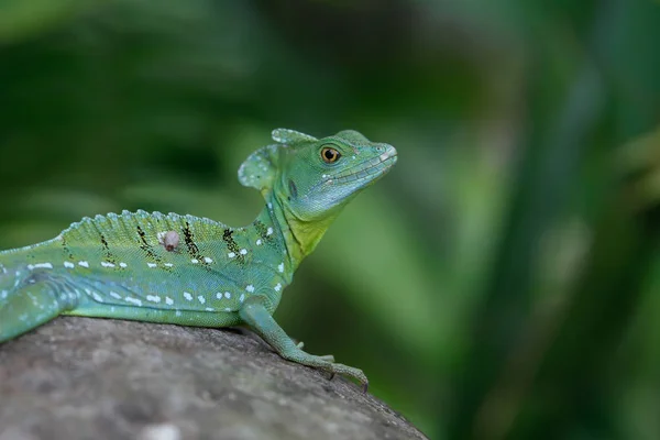 Iguana verde sentada sobre una piedra — Foto de Stock