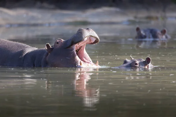 水の中の赤ちゃんと大人のカバ — ストック写真