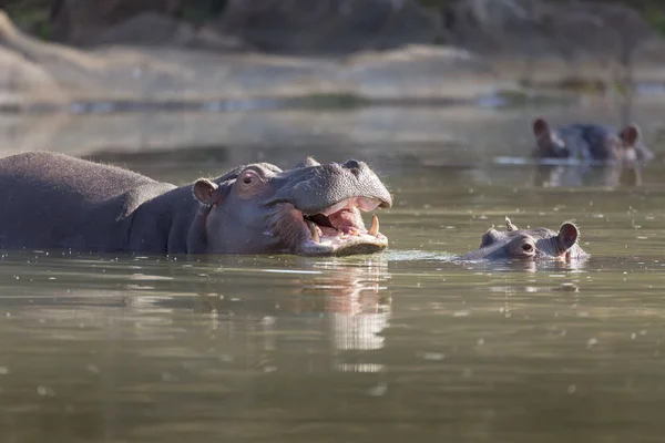 Hipopótamo adulto con bebé en el agua —  Fotos de Stock