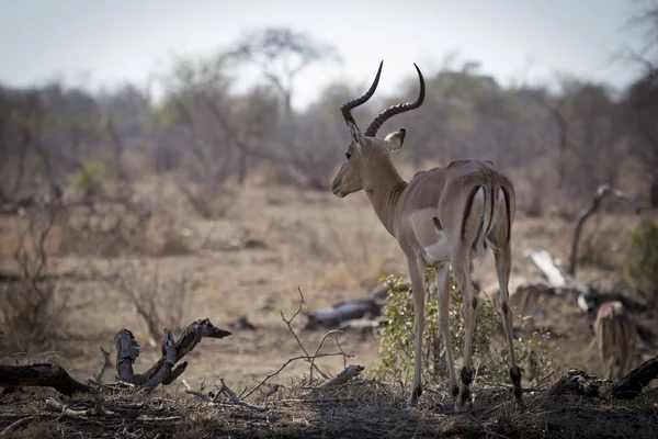 Springbock in front of the savannah — Stock Photo, Image