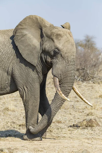 Крупним планом слона — стокове фото