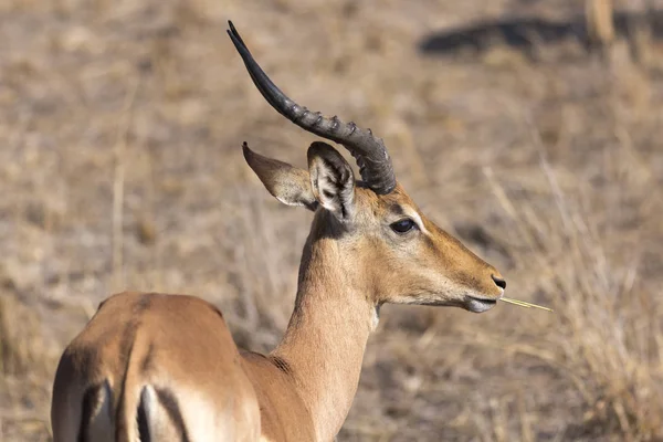 Close up springbok eating grass — Stock Photo, Image