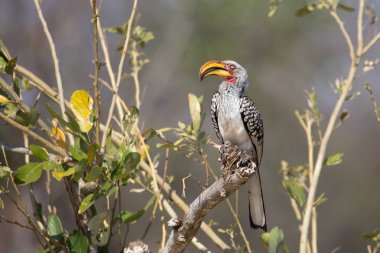 Sarı gagalı Hornbil