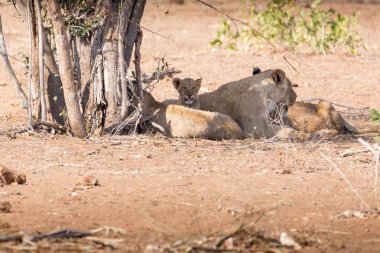 Aslan yavrusu aslan Pack