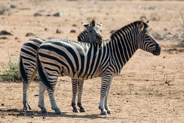 Zebra Hug — стокове фото