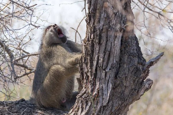 Bostezando mono sentado en un árbol — Foto de Stock