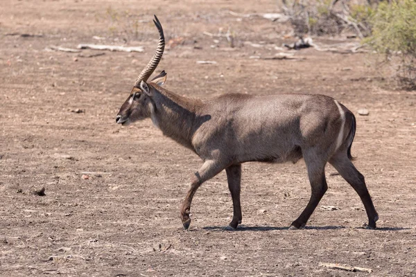 Waterbuck - Національний парк Крюгера — стокове фото