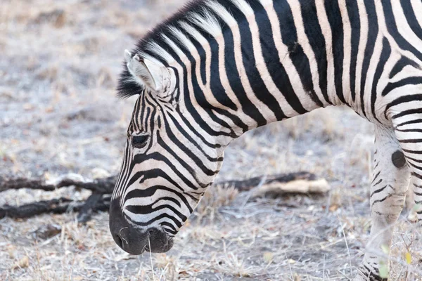 Крупним планом їсть зебру — стокове фото