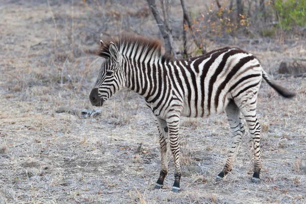 Молода зебра їсть траву — стокове фото