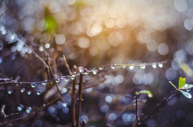 Damlacık damlacıkları tarafında güzel bir arka plan üzerine damlama.